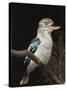 Blue-Winged Kookaburra (Dacelo Leachii) in Captivity, Airlie Beach, Queensland, Australia, Pacific-James Hager-Stretched Canvas