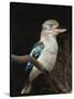 Blue-Winged Kookaburra (Dacelo Leachii) in Captivity, Airlie Beach, Queensland, Australia, Pacific-James Hager-Stretched Canvas