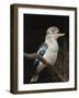 Blue-Winged Kookaburra (Dacelo Leachii) in Captivity, Airlie Beach, Queensland, Australia, Pacific-James Hager-Framed Photographic Print