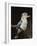 Blue-Winged Kookaburra (Dacelo Leachii) in Captivity, Airlie Beach, Queensland, Australia, Pacific-James Hager-Framed Photographic Print