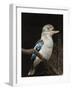 Blue-Winged Kookaburra (Dacelo Leachii) in Captivity, Airlie Beach, Queensland, Australia, Pacific-James Hager-Framed Photographic Print