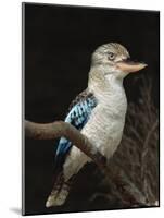 Blue-Winged Kookaburra (Dacelo Leachii) in Captivity, Airlie Beach, Queensland, Australia, Pacific-James Hager-Mounted Photographic Print