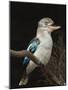 Blue-Winged Kookaburra (Dacelo Leachii) in Captivity, Airlie Beach, Queensland, Australia, Pacific-James Hager-Mounted Photographic Print