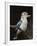 Blue-Winged Kookaburra (Dacelo Leachii) in Captivity, Airlie Beach, Queensland, Australia, Pacific-James Hager-Framed Photographic Print