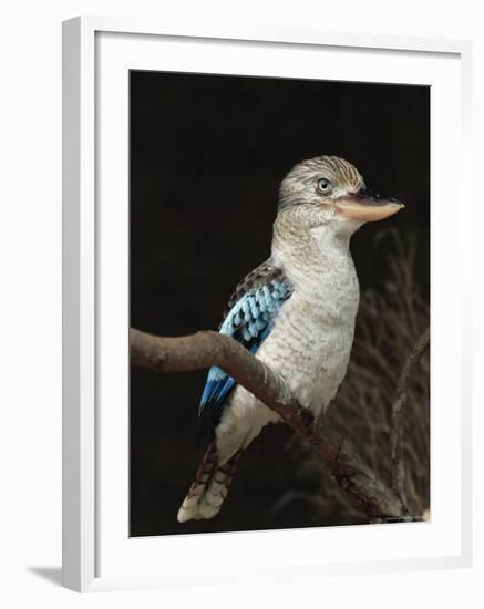 Blue-Winged Kookaburra (Dacelo Leachii) in Captivity, Airlie Beach, Queensland, Australia, Pacific-James Hager-Framed Photographic Print