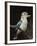 Blue-Winged Kookaburra (Dacelo Leachii) in Captivity, Airlie Beach, Queensland, Australia, Pacific-James Hager-Framed Photographic Print