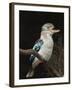 Blue-Winged Kookaburra (Dacelo Leachii) in Captivity, Airlie Beach, Queensland, Australia, Pacific-James Hager-Framed Photographic Print