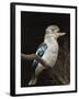 Blue-Winged Kookaburra (Dacelo Leachii) in Captivity, Airlie Beach, Queensland, Australia, Pacific-James Hager-Framed Photographic Print