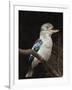 Blue-Winged Kookaburra (Dacelo Leachii) in Captivity, Airlie Beach, Queensland, Australia, Pacific-James Hager-Framed Photographic Print