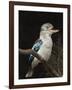 Blue-Winged Kookaburra (Dacelo Leachii) in Captivity, Airlie Beach, Queensland, Australia, Pacific-James Hager-Framed Photographic Print