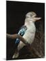 Blue-Winged Kookaburra (Dacelo Leachii) in Captivity, Airlie Beach, Queensland, Australia, Pacific-James Hager-Mounted Photographic Print