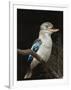 Blue-Winged Kookaburra (Dacelo Leachii) in Captivity, Airlie Beach, Queensland, Australia, Pacific-James Hager-Framed Photographic Print