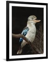 Blue-Winged Kookaburra (Dacelo Leachii) in Captivity, Airlie Beach, Queensland, Australia, Pacific-James Hager-Framed Photographic Print