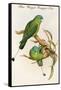 Blue Winged Racquet-Tail-John Gould-Framed Stretched Canvas