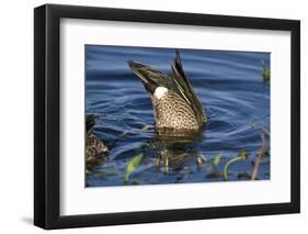 Blue-Winged Teal (Anas Discors) Drake, Dipping for Food in Freshwater Pond, Lakeland, Florida, USA-Lynn M^ Stone-Framed Photographic Print