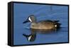 Blue-Winged Teal (Anas Discors) Drake, Swimming in Freshwater Pond, Lakeland, Florida, USA-Lynn M^ Stone-Framed Stretched Canvas