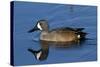 Blue-Winged Teal (Anas Discors) Drake, Swimming in Freshwater Pond, Lakeland, Florida, USA-Lynn M^ Stone-Stretched Canvas