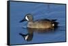 Blue-Winged Teal (Anas Discors) Drake, Swimming in Freshwater Pond, Lakeland, Florida, USA-Lynn M^ Stone-Framed Stretched Canvas