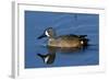 Blue-Winged Teal (Anas Discors) Drake, Swimming in Freshwater Pond, Lakeland, Florida, USA-Lynn M^ Stone-Framed Photographic Print