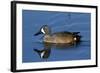 Blue-Winged Teal (Anas Discors) Drake, Swimming in Freshwater Pond, Lakeland, Florida, USA-Lynn M^ Stone-Framed Photographic Print