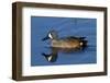 Blue-Winged Teal (Anas Discors) Drake, Swimming in Freshwater Pond, Lakeland, Florida, USA-Lynn M^ Stone-Framed Photographic Print