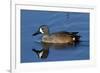 Blue-Winged Teal (Anas Discors) Drake, Swimming in Freshwater Pond, Lakeland, Florida, USA-Lynn M^ Stone-Framed Photographic Print