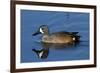 Blue-Winged Teal (Anas Discors) Drake, Swimming in Freshwater Pond, Lakeland, Florida, USA-Lynn M^ Stone-Framed Photographic Print