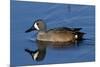 Blue-Winged Teal (Anas Discors) Drake, Swimming in Freshwater Pond, Lakeland, Florida, USA-Lynn M^ Stone-Mounted Photographic Print