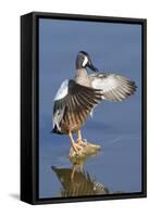 Blue-Winged Teal Drake Flapping it's Wings-Hal Beral-Framed Stretched Canvas