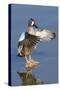 Blue-Winged Teal Drake Flapping it's Wings-Hal Beral-Stretched Canvas