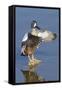 Blue-Winged Teal Drake Flapping it's Wings-Hal Beral-Framed Stretched Canvas