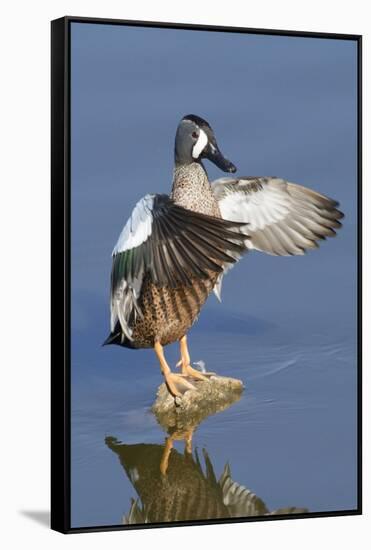 Blue-Winged Teal Drake Flapping it's Wings-Hal Beral-Framed Stretched Canvas