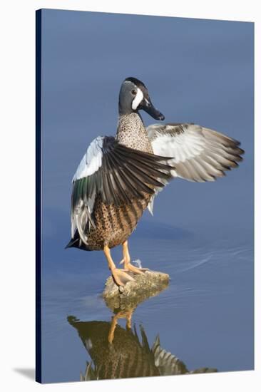 Blue-Winged Teal Drake Flapping it's Wings-Hal Beral-Stretched Canvas