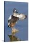 Blue-Winged Teal Drake Flapping it's Wings-Hal Beral-Stretched Canvas