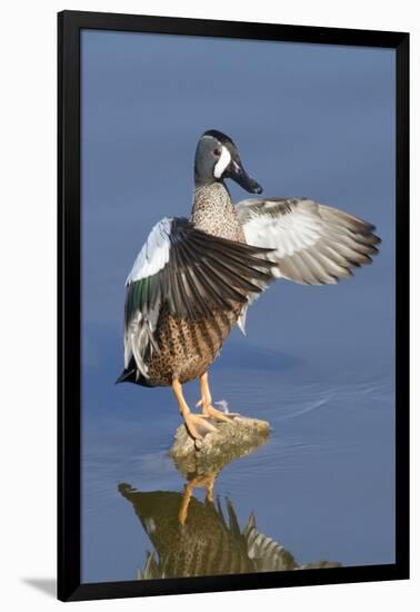 Blue-Winged Teal Drake Flapping it's Wings-Hal Beral-Framed Photographic Print
