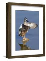 Blue-Winged Teal Drake Flapping it's Wings-Hal Beral-Framed Photographic Print