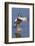 Blue-Winged Teal Drake Flapping it's Wings-Hal Beral-Framed Photographic Print