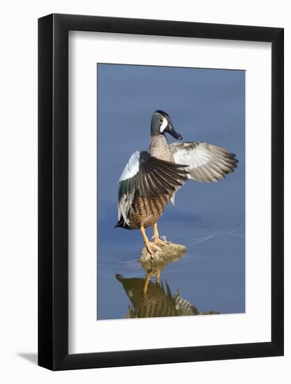 Blue-Winged Teal Drake Flapping it's Wings-Hal Beral-Framed Photographic Print