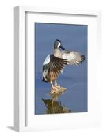 Blue-Winged Teal Drake Flapping it's Wings-Hal Beral-Framed Photographic Print