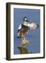 Blue-Winged Teal Drake Flapping it's Wings-Hal Beral-Framed Photographic Print