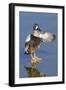 Blue-Winged Teal Drake Flapping it's Wings-Hal Beral-Framed Photographic Print