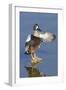 Blue-Winged Teal Drake Flapping it's Wings-Hal Beral-Framed Photographic Print