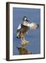 Blue-Winged Teal Drake Flapping it's Wings-Hal Beral-Framed Photographic Print