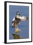 Blue-Winged Teal Drake Flapping it's Wings-Hal Beral-Framed Photographic Print