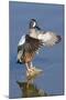 Blue-Winged Teal Drake Flapping it's Wings-Hal Beral-Mounted Photographic Print