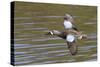 Blue-Winged Teal Drake Flys-Hal Beral-Stretched Canvas