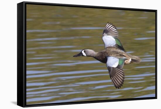 Blue-Winged Teal Drake Flys-Hal Beral-Framed Stretched Canvas