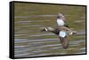 Blue-Winged Teal Drake Flys-Hal Beral-Framed Stretched Canvas