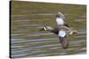 Blue-Winged Teal Drake Flys-Hal Beral-Stretched Canvas