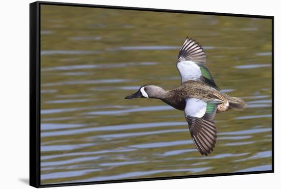 Blue-Winged Teal Drake Flys-Hal Beral-Framed Stretched Canvas